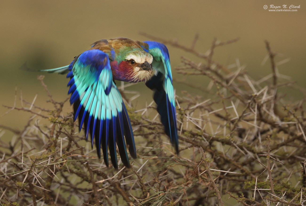 image lilac-breasted-roller-in-flight-c02-24-2024-4C3A3265-c-1300s.jpg is Copyrighted by Roger N. Clark, www.clarkvision.com