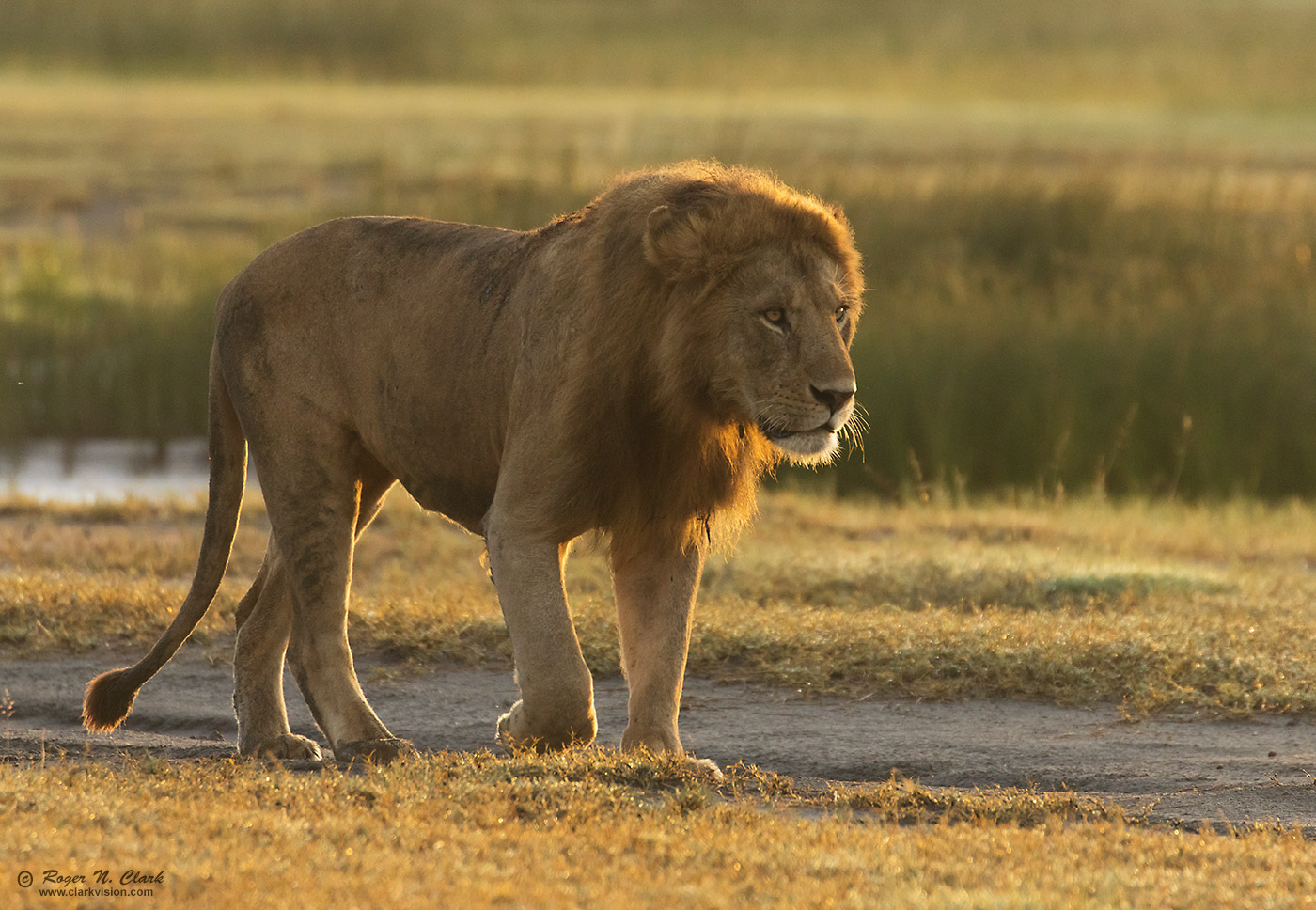 image lion-sunrise-stroll-c02-16-2024-0U3A0528.b-1400s.jpg is Copyrighted by Roger N. Clark, www.clarkvision.com