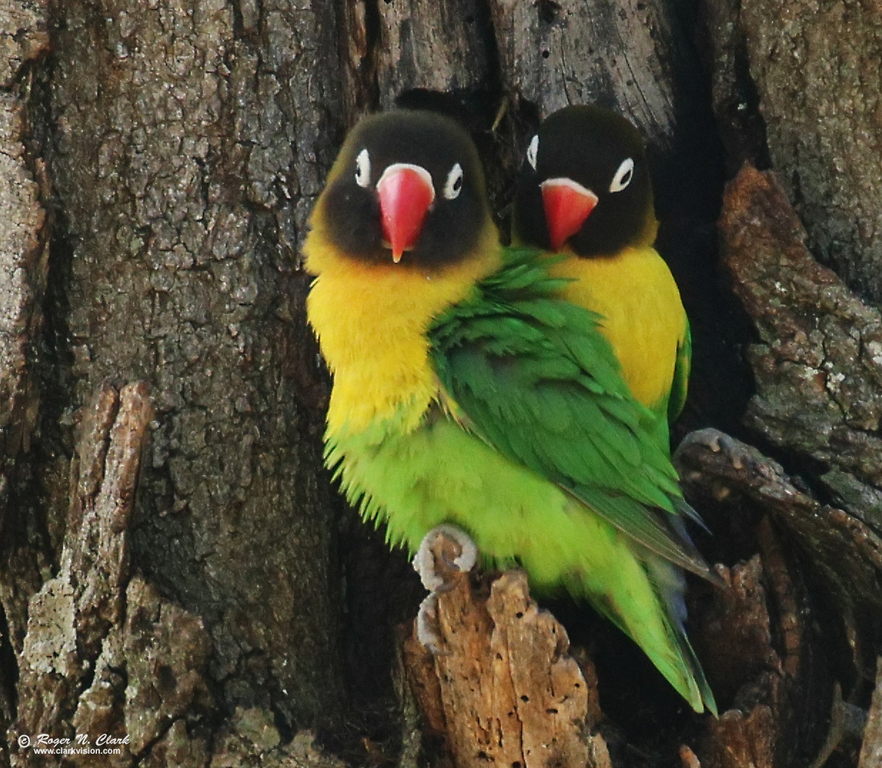 image love-birds-c02-13-2024-0U3A0015-c-1237s.jpg is Copyrighted by Roger N. Clark, www.clarkvision.com