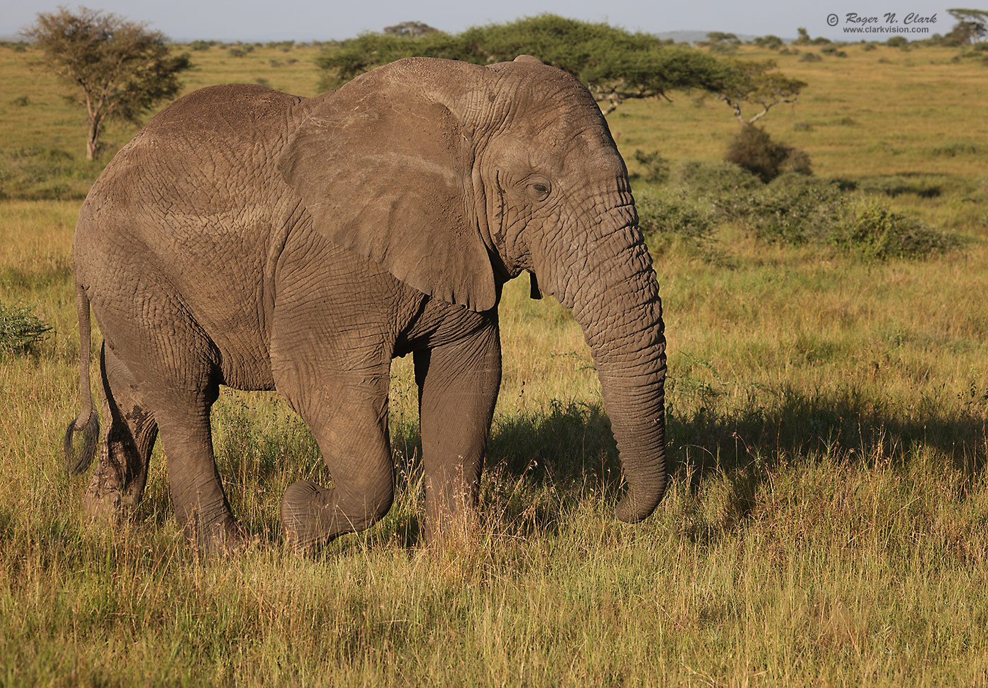 image male-elephant-no-tusks-c02-21-2024-4C3A1950-b-1400s.jpg is Copyrighted by Roger N. Clark, www.clarkvision.com