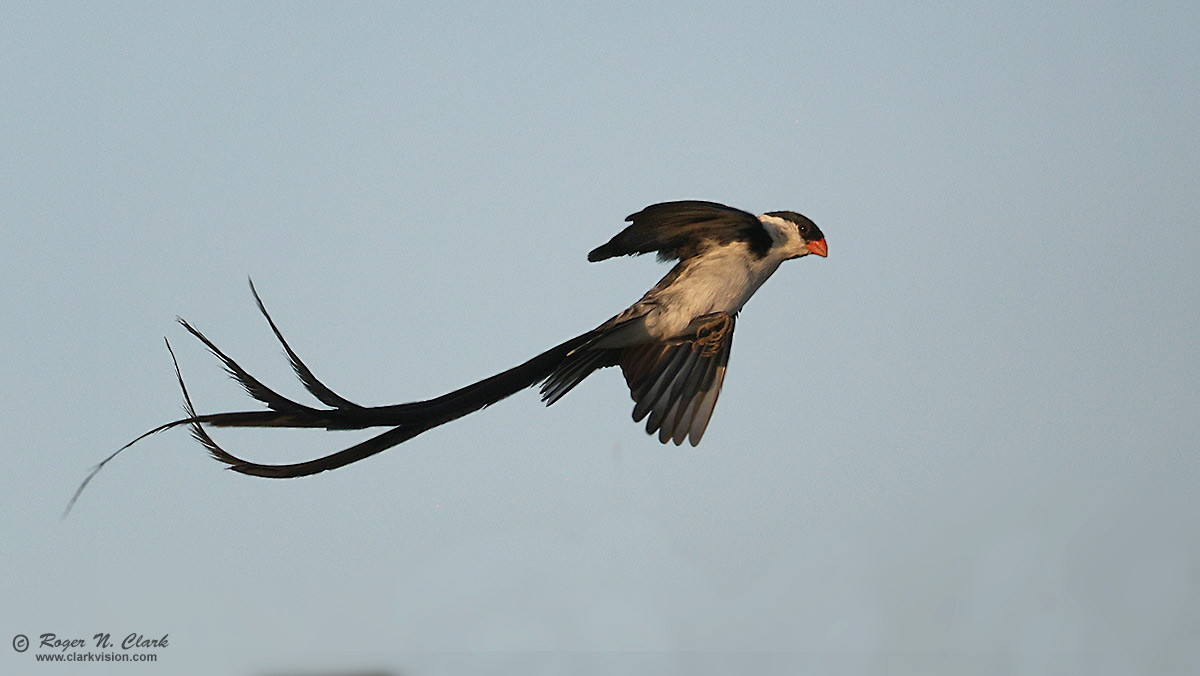 image pinned-tailed-wydah-bird-c02-21-2024-4C3A2063-c-1200s.jpg is Copyrighted by Roger N. Clark, www.clarkvision.com