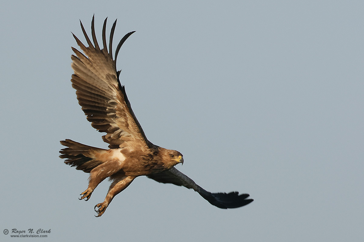 image tawny-eagle-c02-18-2024-0U3A1287-b-1200s.jpg is Copyrighted by Roger N. Clark, www.clarkvision.com