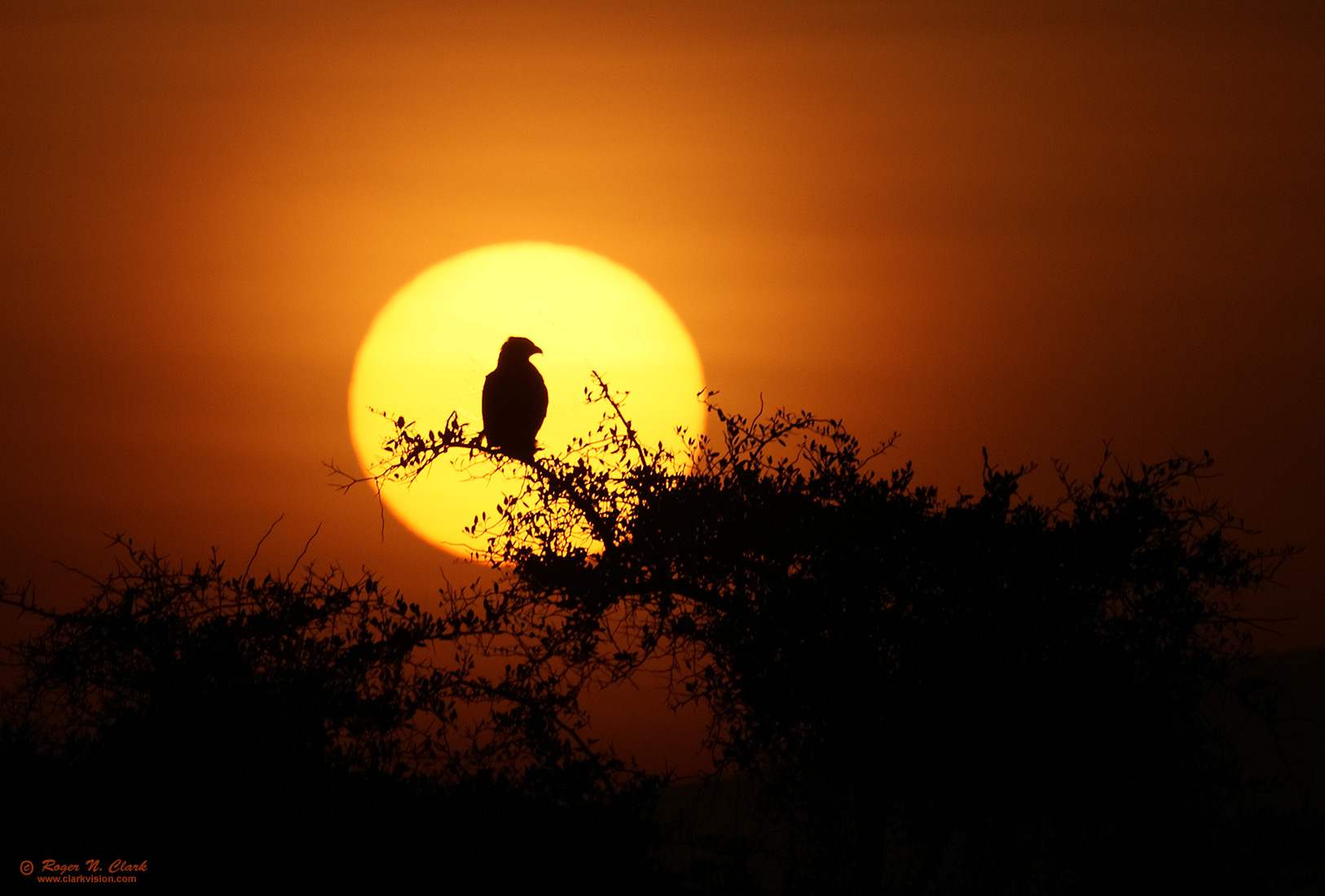 image tawny-eagle-sunrise-c02-18-2024-0U3A1181-b-1100s.jpg is Copyrighted by Roger N. Clark, www.clarkvision.com