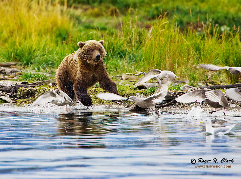 image brown.bear.chasing.birds.09.12.2008.jz3f2727.b-800.jpg is Copyrighted by Roger N. Clark, www.clarkvision.com