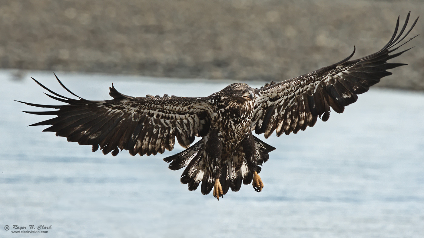 image bald.eagle.rnclark-c11-2019-IMG_0501-rth.b-1400s.jpg is Copyrighted by Roger N. Clark, www.clarkvision.com