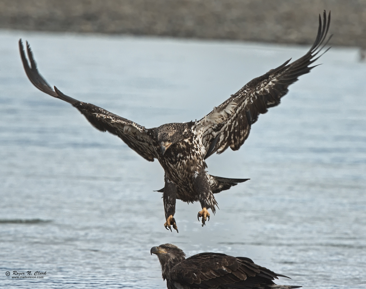 image bald.eagle.rnclark-c11-2019-IMG_0509-rth.b-1400s.jpg is Copyrighted by Roger N. Clark, www.clarkvision.com