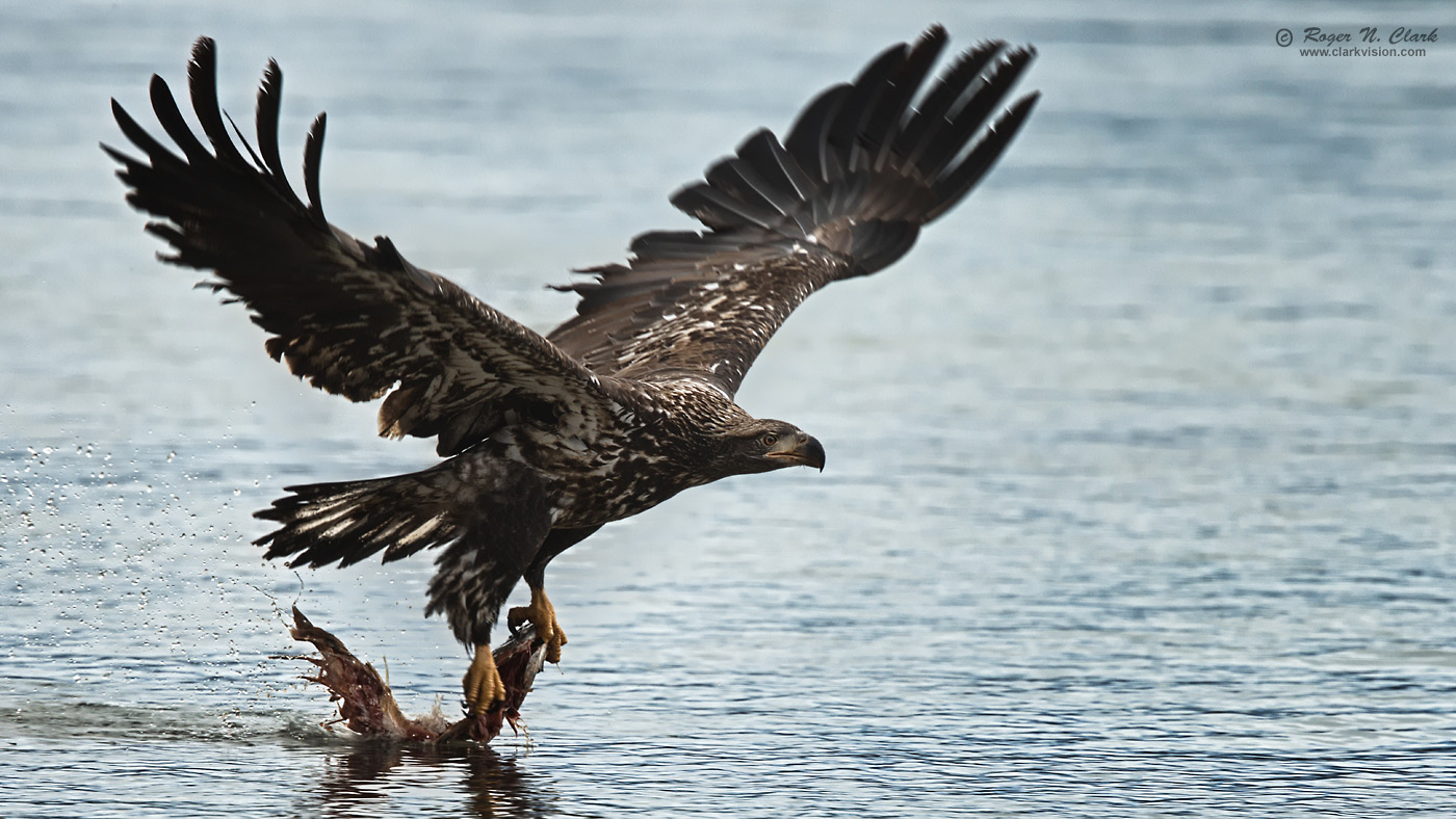 image bald.eagle.rnclark-c11-2019-IMG_0585-rth.b-1400s.jpg is Copyrighted by Roger N. Clark, www.clarkvision.com