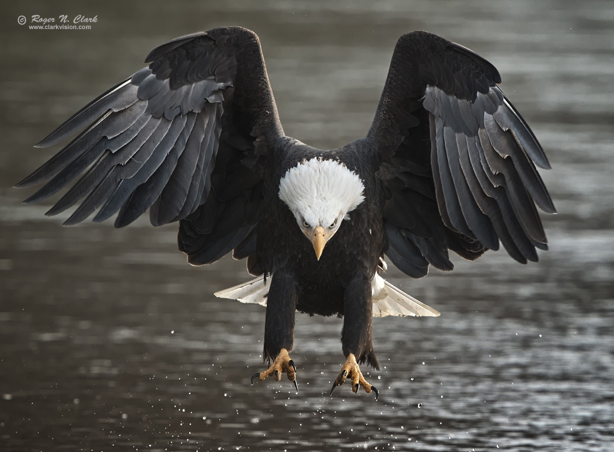 image bald.eagle.rnclark-c11-2019-IMG_1466-rth.b-c2-1200s.jpg is Copyrighted by Roger N. Clark, www.clarkvision.com