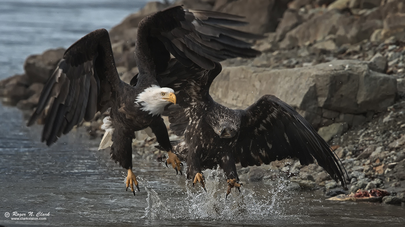 image bald.eagle.rnclark-c11-2019-IMG_1671-rth.b-c1-1400s.jpg is Copyrighted by Roger N. Clark, www.clarkvision.com