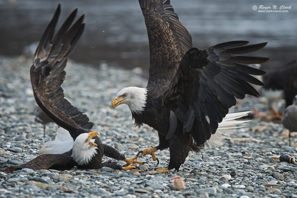 image bald.eagle.rnclark-c11-2019-IMG_1914-rth.b-1200s.jpg is Copyrighted by Roger N. Clark, www.clarkvision.com