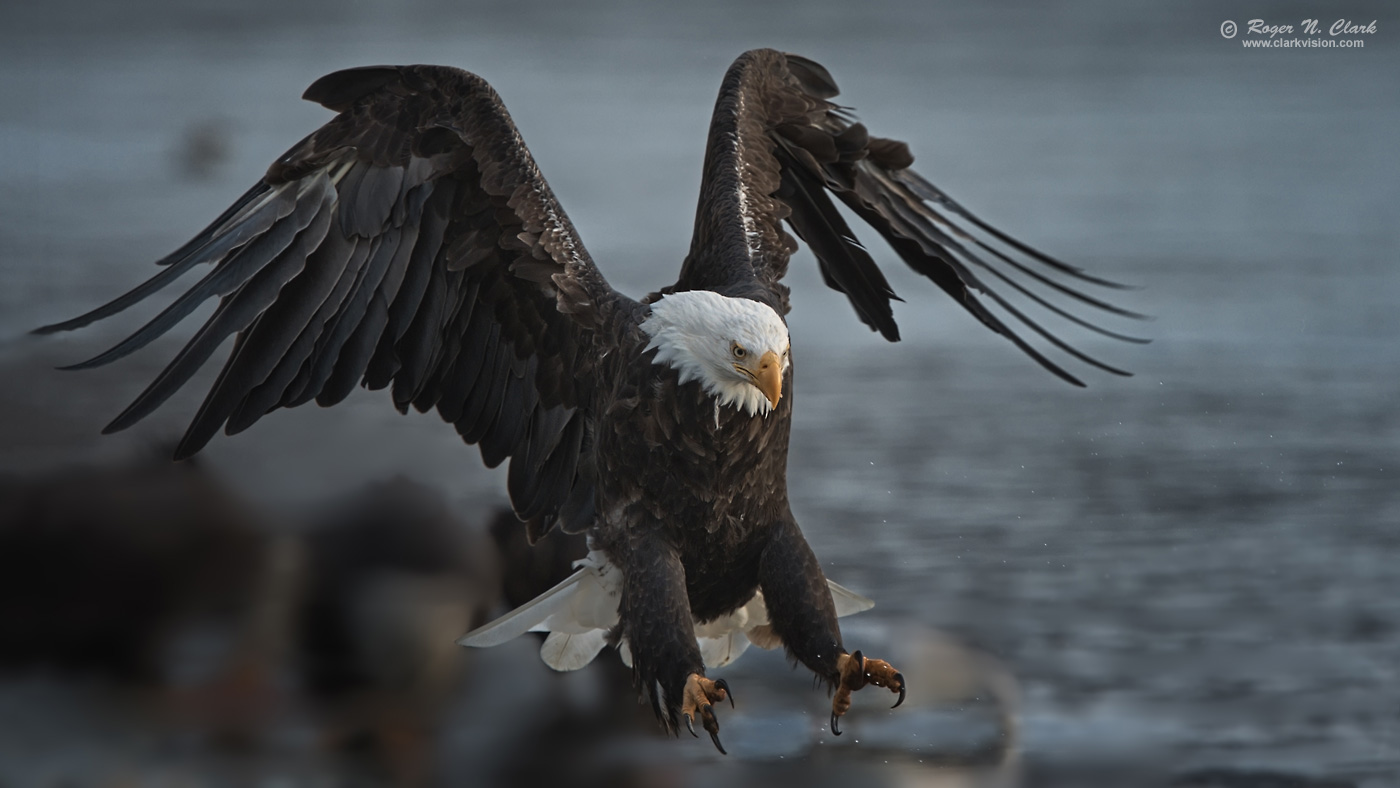 image bald.eagle.rnclark-c11-2019-IMG_2333-rth.b-c1-1400s.jpg is Copyrighted by Roger N. Clark, www.clarkvision.com