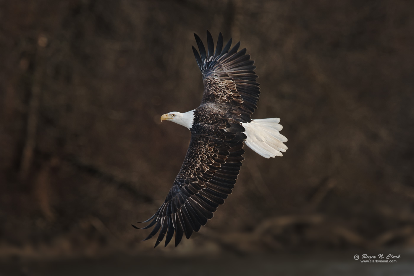 image bald.eagle.rnclark-c11-2019-IMG_2411-rth.c-1400s.jpg is Copyrighted by Roger N. Clark, www.clarkvision.com