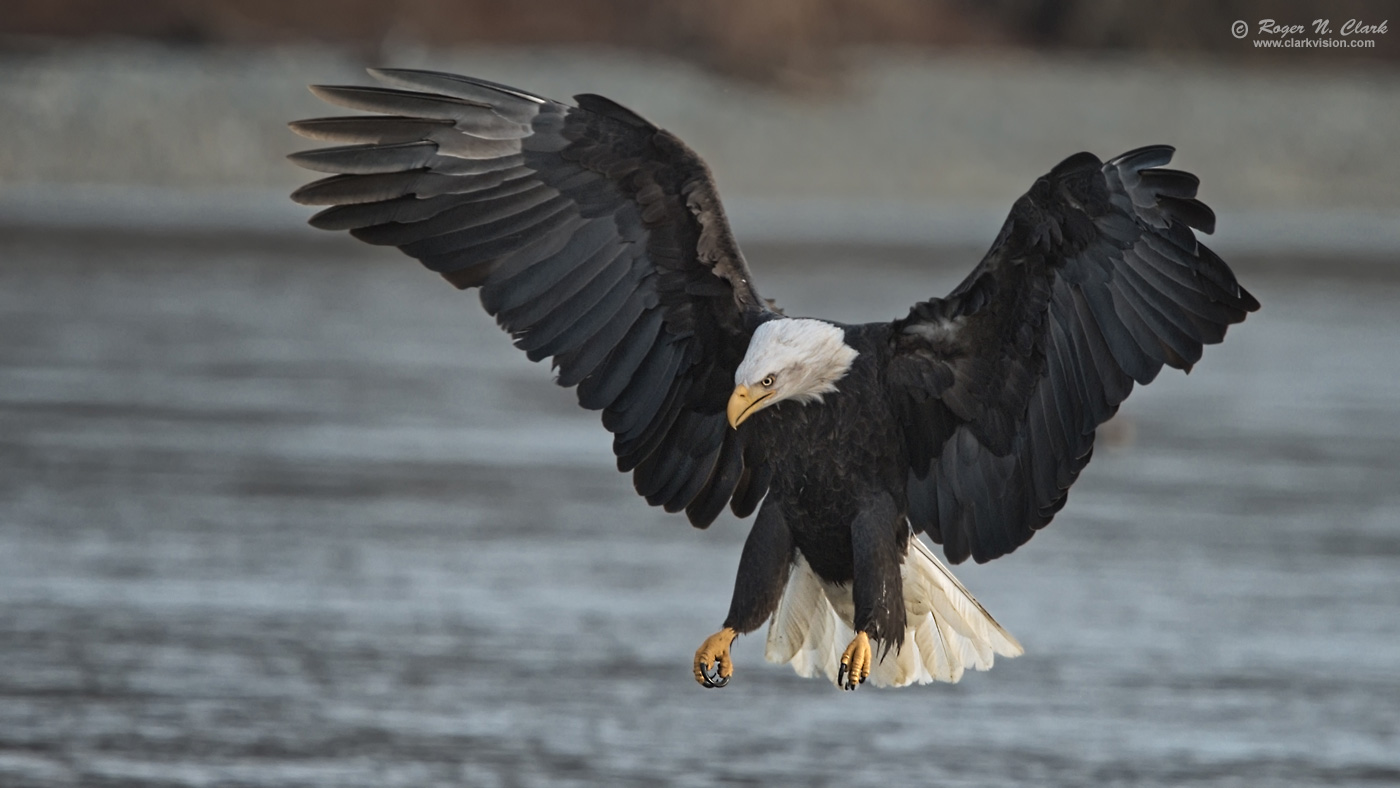 image bald.eagle.rnclark-c11-2019-IMG_2523-rth.b-1400s.jpg is Copyrighted by Roger N. Clark, www.clarkvision.com