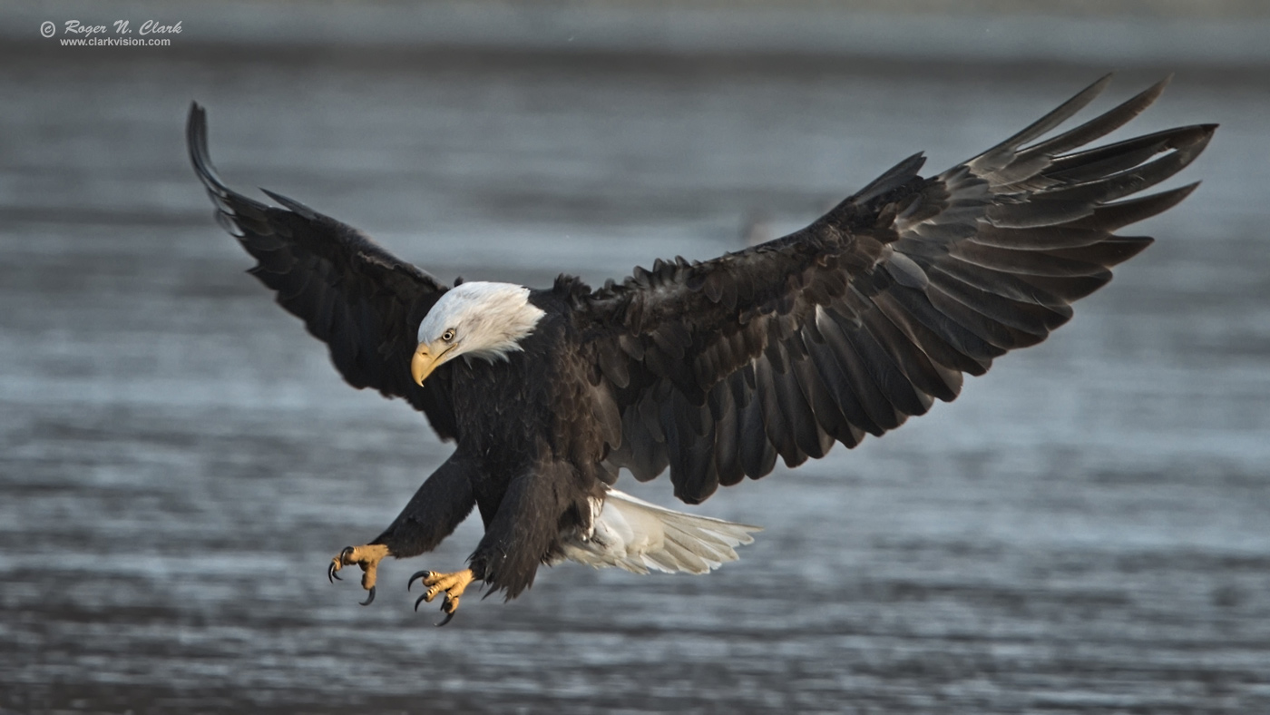 image bald.eagle.rnclark-c11-2019-IMG_2525-rth.b-1400s.jpg is Copyrighted by Roger N. Clark, www.clarkvision.com