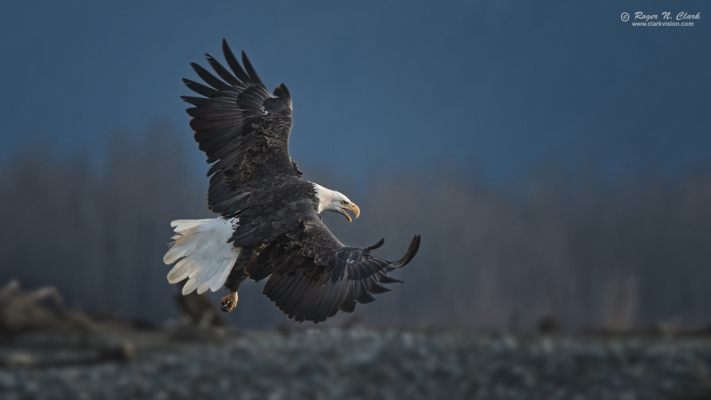 image bald.eagle.rnclark-c11-2019-IMG_2529-rth.c-c1-1400s.jpg is Copyrighted by Roger N. Clark, www.clarkvision.com