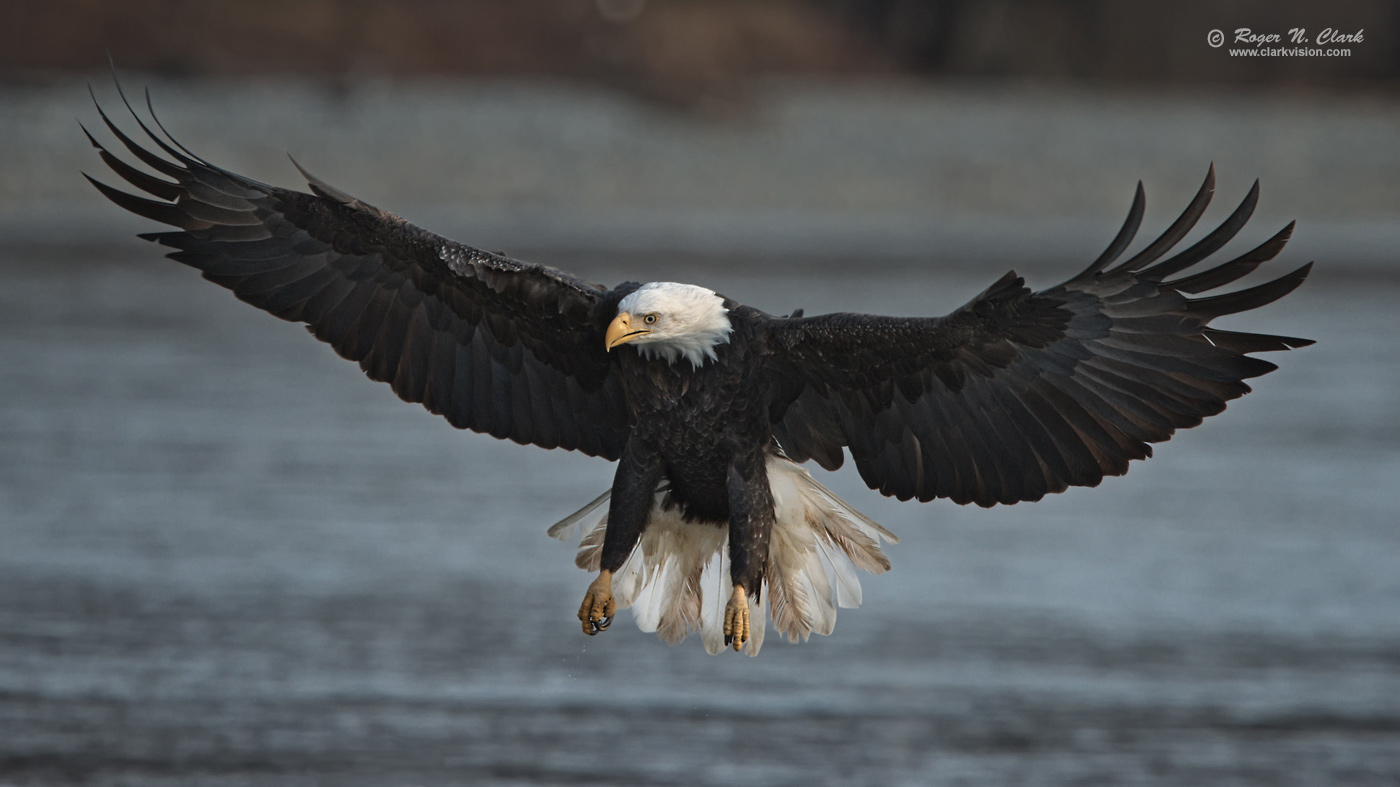 image bald.eagle.rnclark-c11-2019-IMG_2544-rth.b-1400s.jpg is Copyrighted by Roger N. Clark, www.clarkvision.com