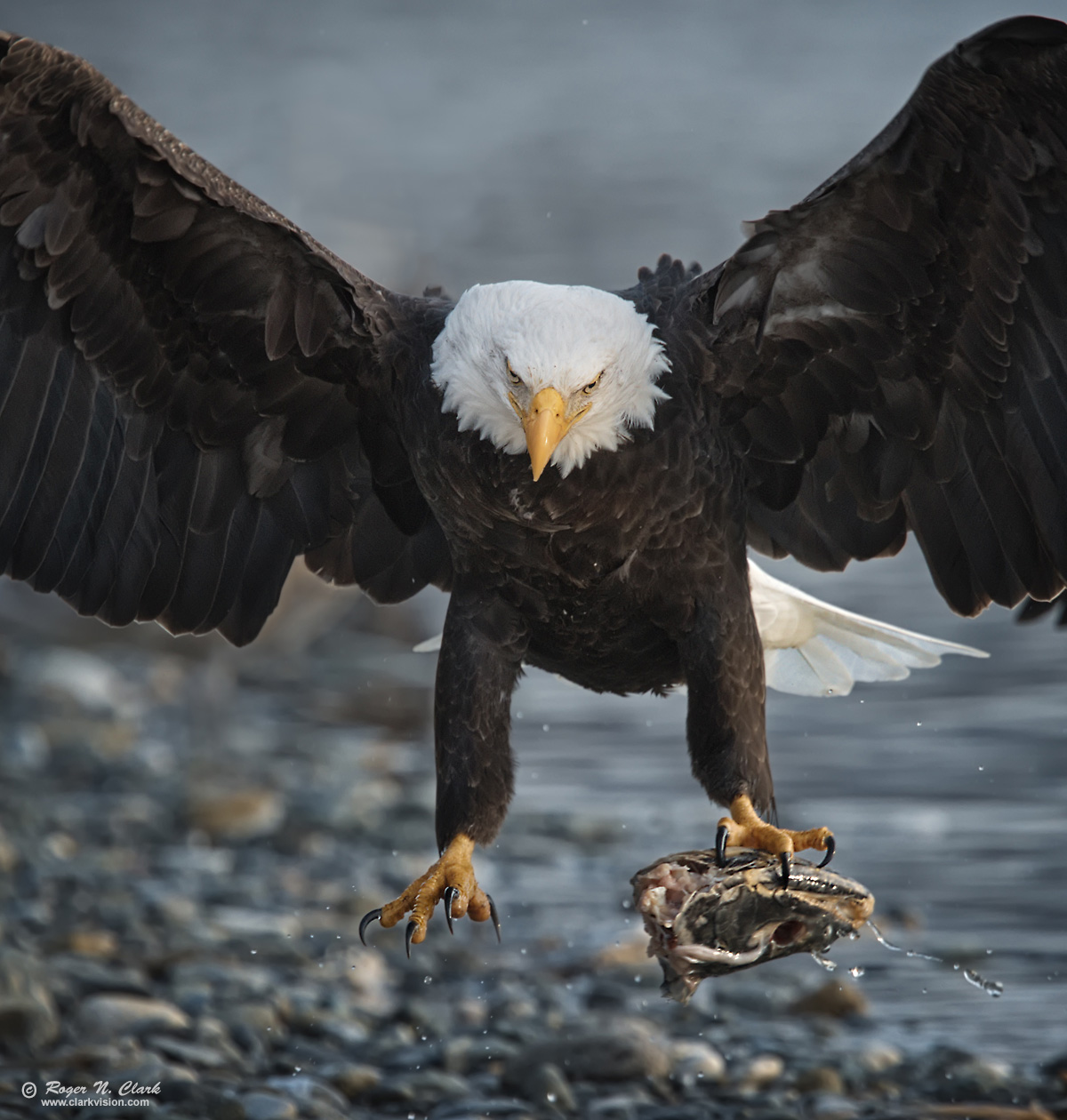 image bald.eagle.rnclark-c11-2019-IMG_2621-rth.b-c1-1200s.jpg is Copyrighted by Roger N. Clark, www.clarkvision.com