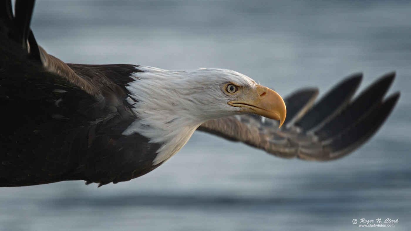 image bald.eagle.rnclark-c11-2019-IMG_2639-rth.b-1400s.jpg is Copyrighted by Roger N. Clark, www.clarkvision.com