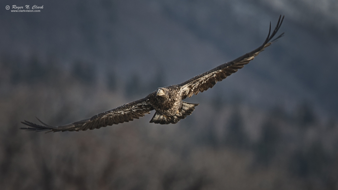 image bald.eagle.rnclark-c11-2019-IMG_2649-rth.b-1400s.jpg is Copyrighted by Roger N. Clark, www.clarkvision.com