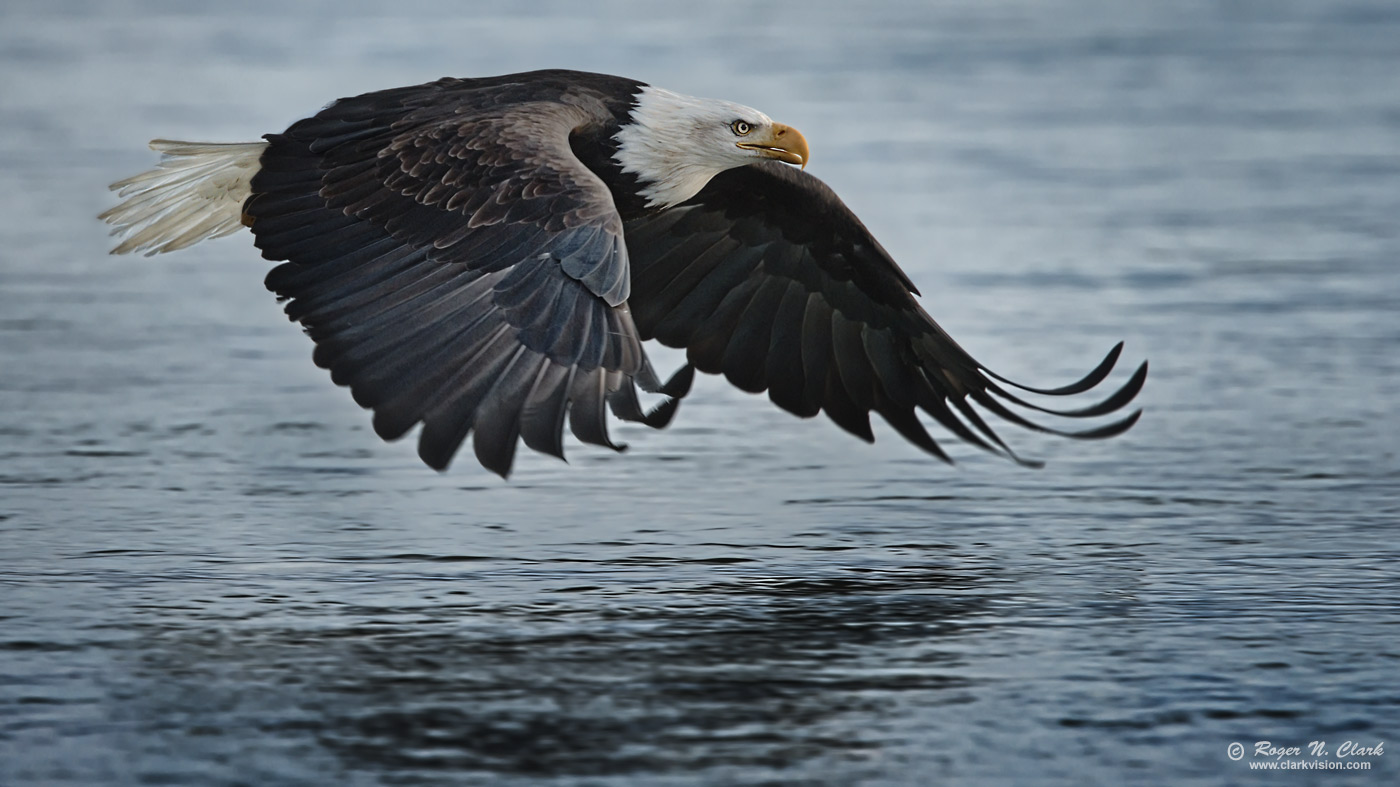 image bald.eagle.rnclark-c11-2019-IMG_2804-rth.b-1400s.jpg is Copyrighted by Roger N. Clark, www.clarkvision.com