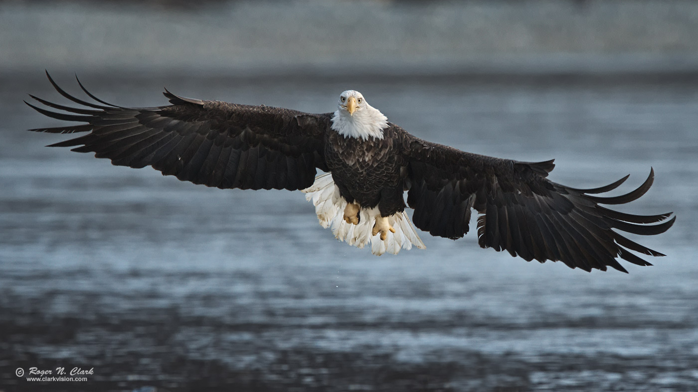 image bald.eagle.rnclark-c11-2019-IMG_2865-rth.b-1400s.jpg is Copyrighted by Roger N. Clark, www.clarkvision.com