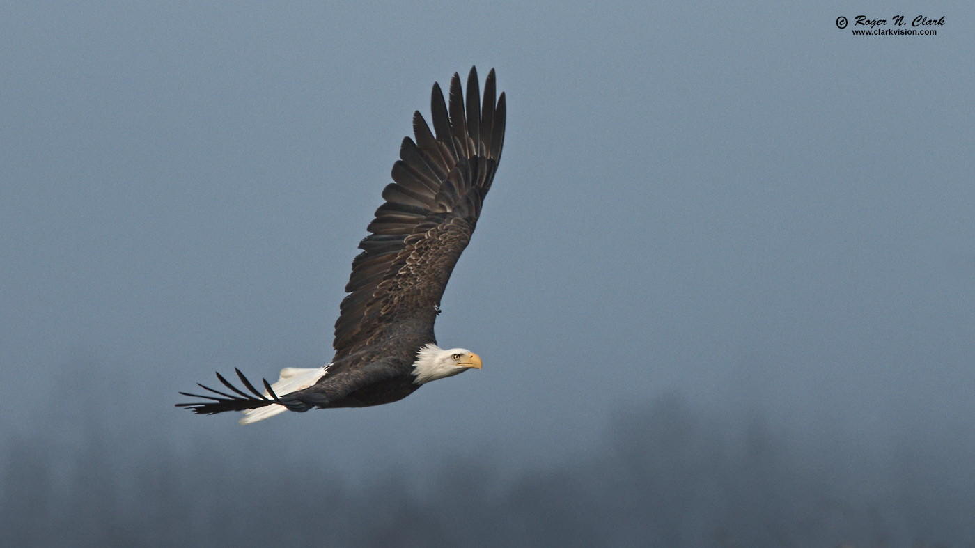 image bald.eagle.rnclark-c11-2019-IMG_3913-rth.b-1400s.jpg is Copyrighted by Roger N. Clark, www.clarkvision.com