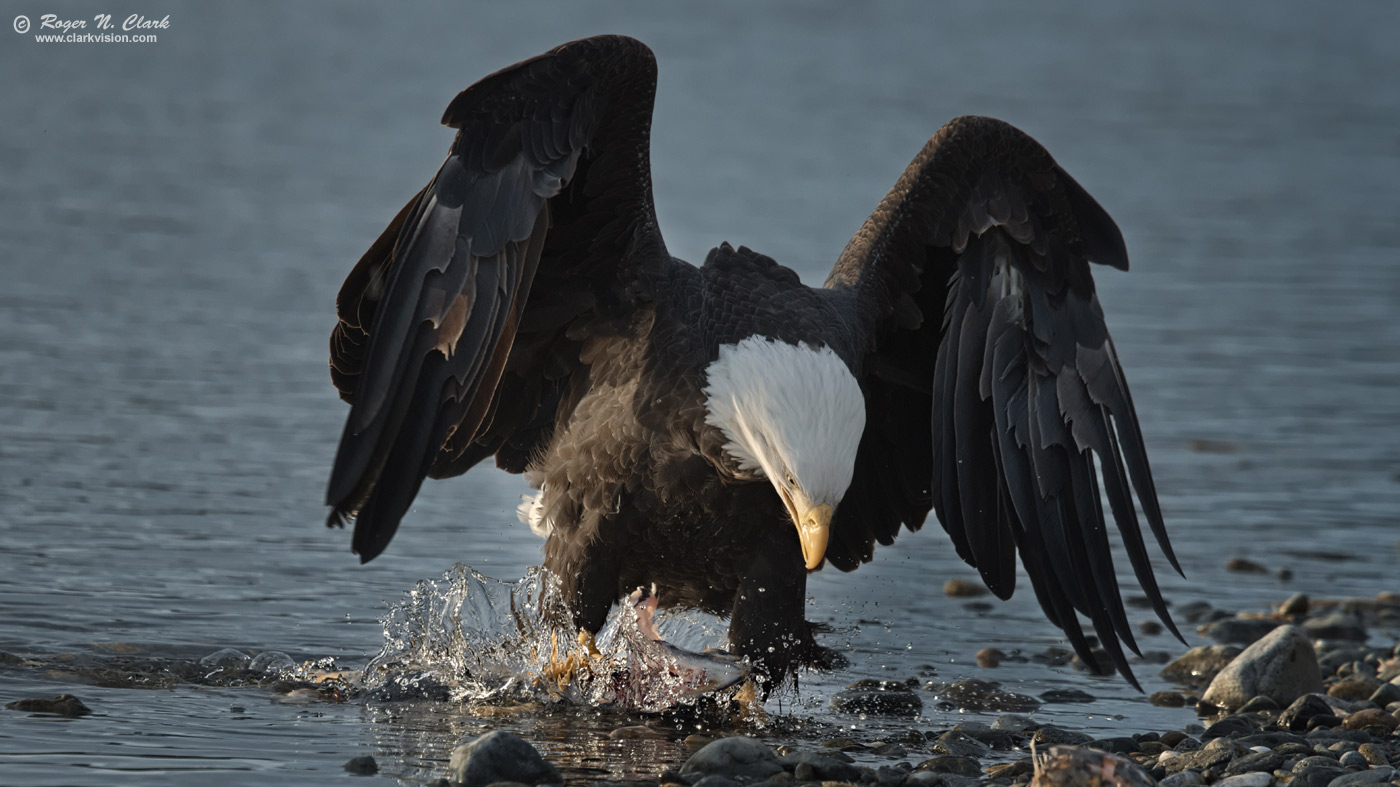 image bald.eagle.rnclark-c11-2019-IMG_4362-rth.b-c1-1400s.jpg is Copyrighted by Roger N. Clark, www.clarkvision.com