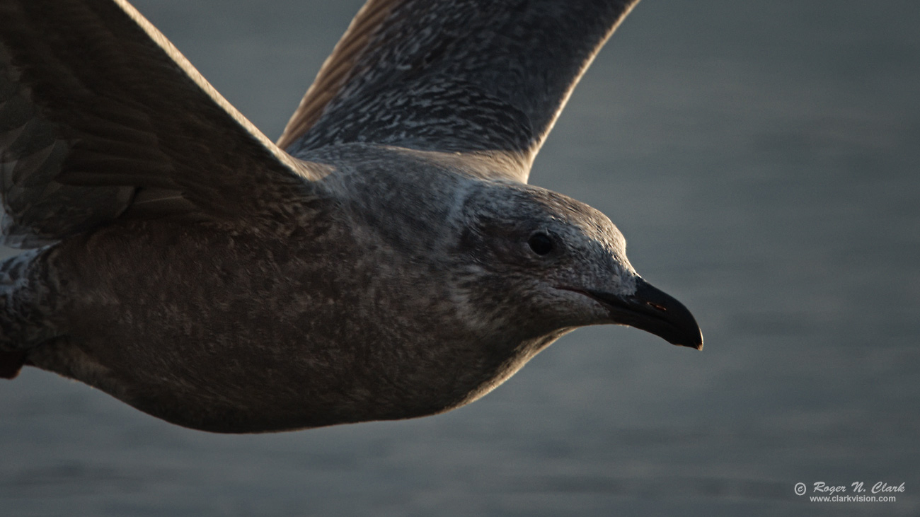 image gull-backlit.rnclark-c11-2019-IMG_3420-rth.b-1300s.jpg is Copyrighted by Roger N. Clark, www.clarkvision.com