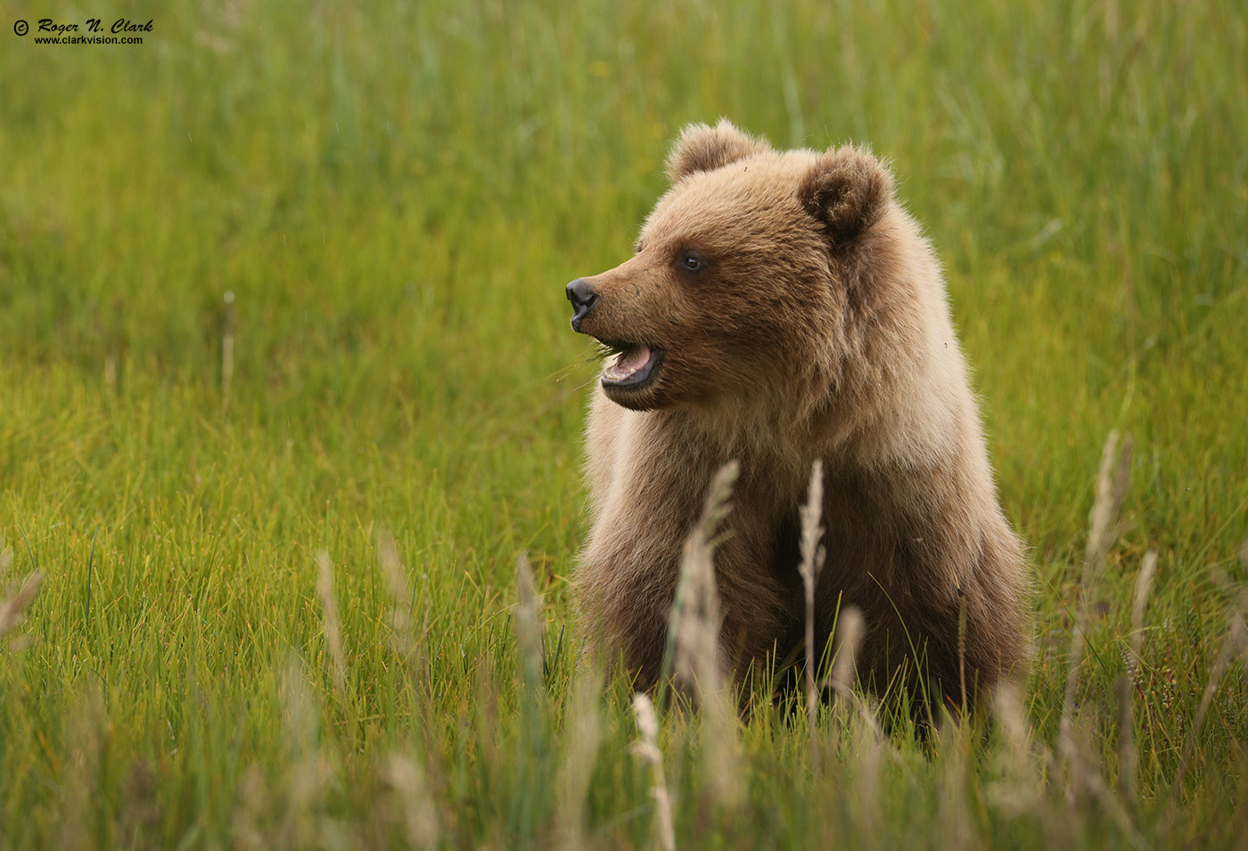 image alaskan-brown-bear-rnclark-07-2021-4C3A3979-c-1400s.jpg is Copyrighted by Roger N. Clark, www.clarkvision.com