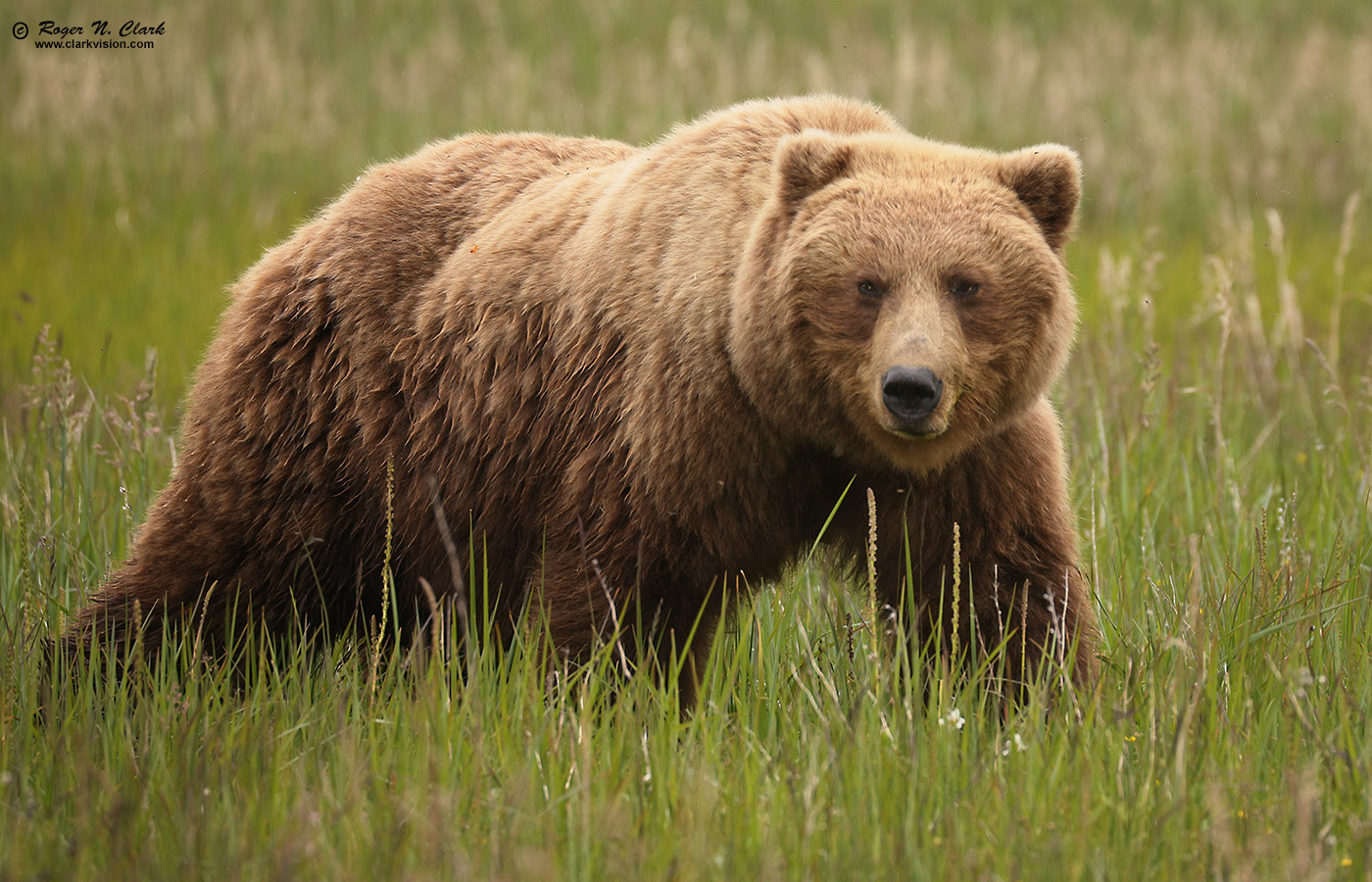 image alaskan-brown-bear-rnclark-07-2021-4C3A4038-c-1400s.jpg is Copyrighted by Roger N. Clark, www.clarkvision.com