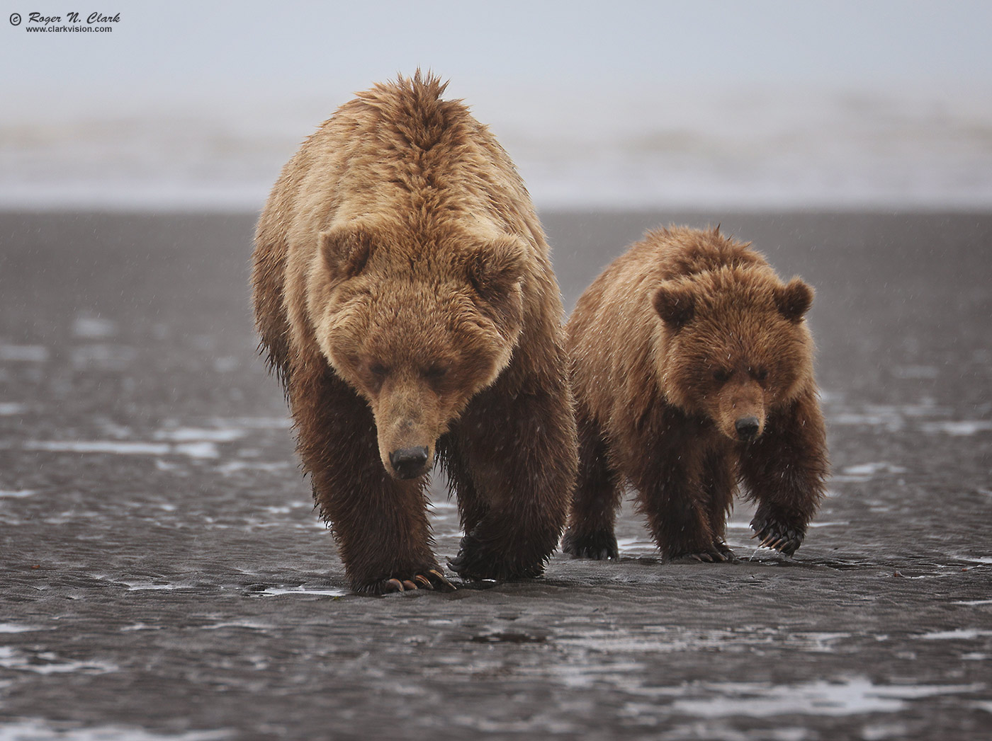 image alaskan-brown-bear-rnclark-07-2021-4C3A4224-c-1400s.jpg is Copyrighted by Roger N. Clark, www.clarkvision.com