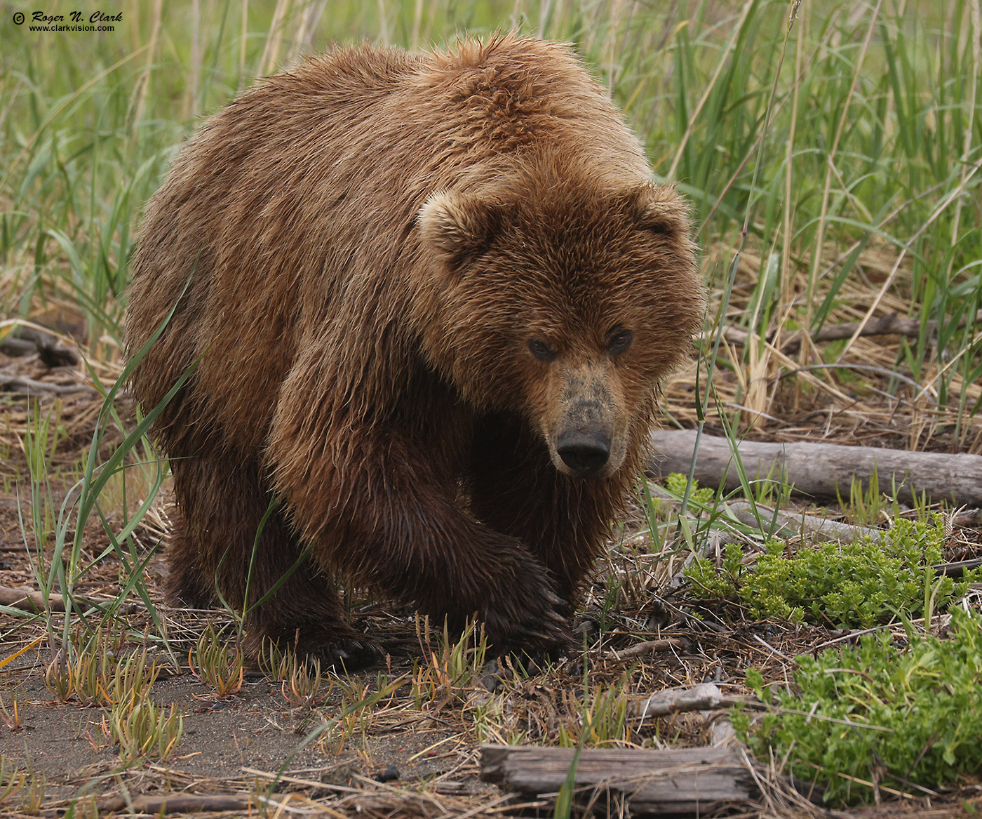 image alaskan-brown-bear-rnclark-07-2021-4C3A4500-c-1400s.jpg is Copyrighted by Roger N. Clark, www.clarkvision.com