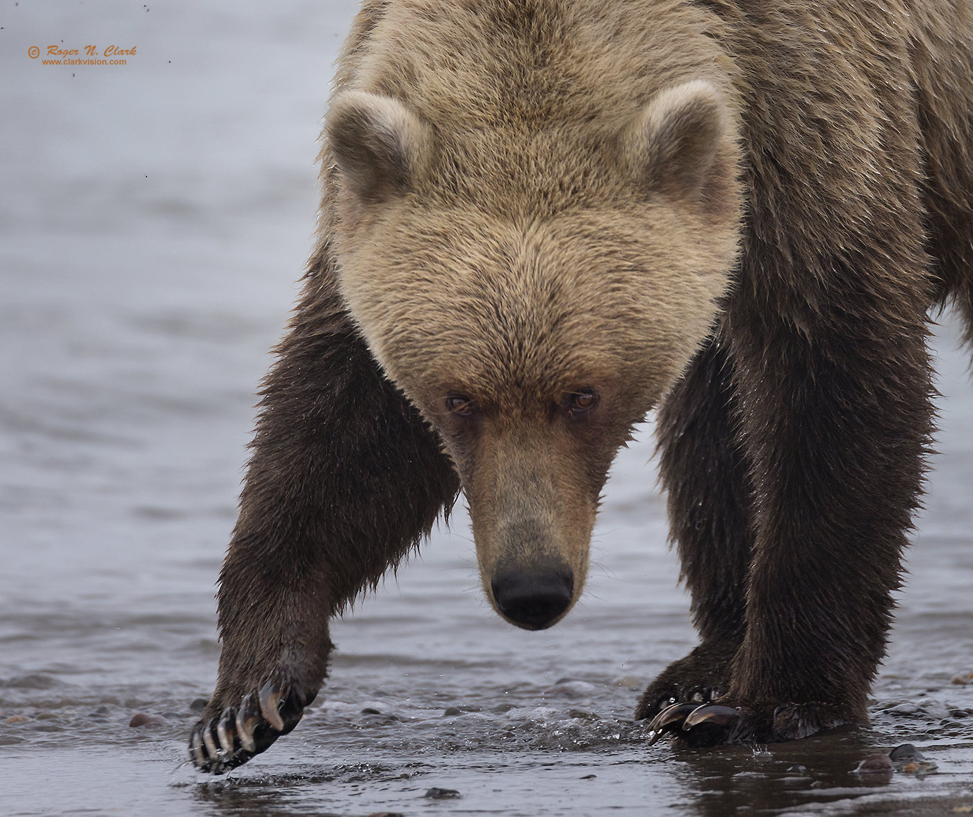 image brown-bear-c08-23-2023-4C3A1448.d-c1-1400s.jpg is Copyrighted by Roger N. Clark, www.clarkvision.com