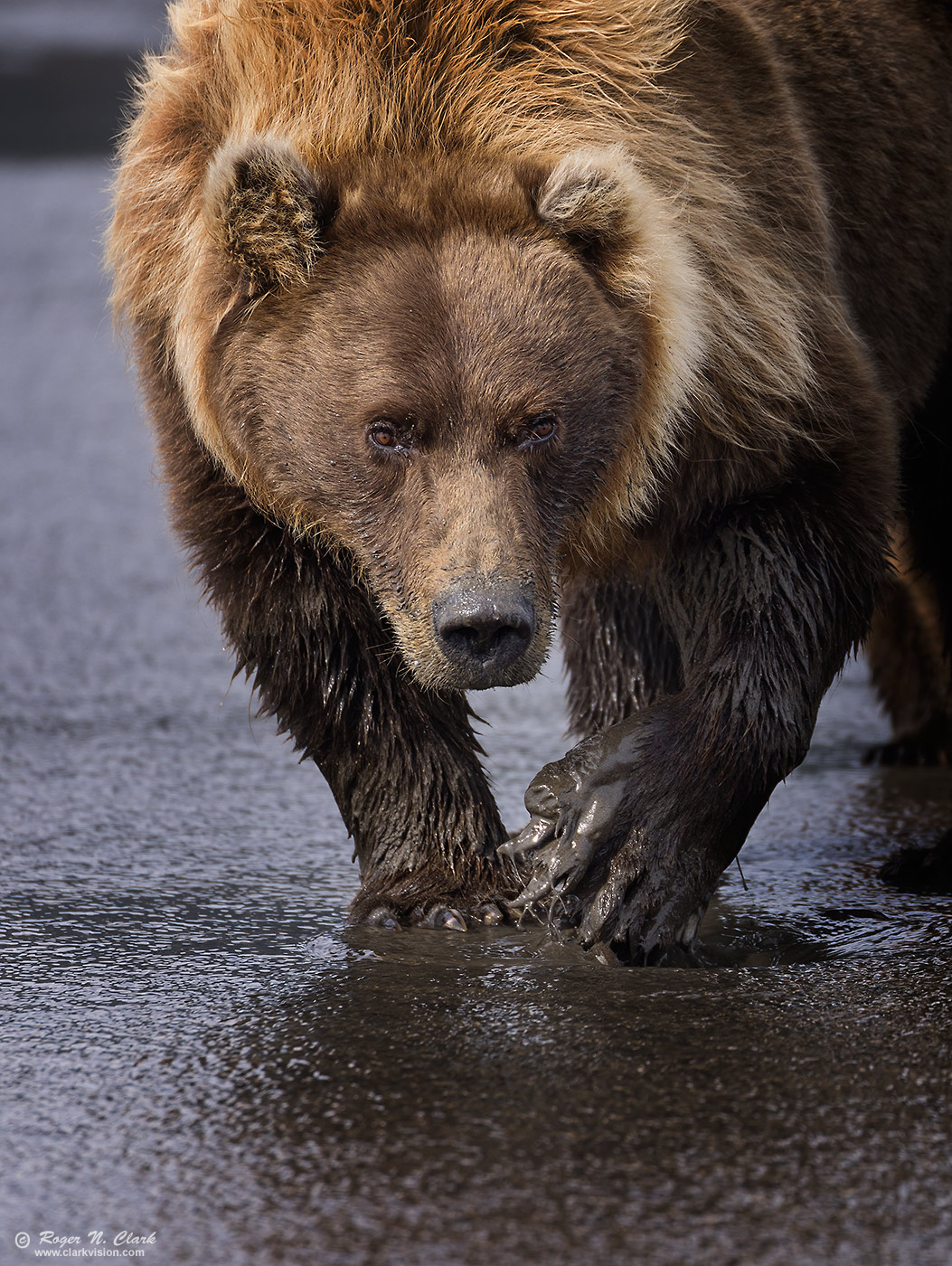 image brown-bear-female-clamming-c08-20-2023-1C-4C3A9900.c-1400s.jpg is Copyrighted by Roger N. Clark, www.clarkvision.com