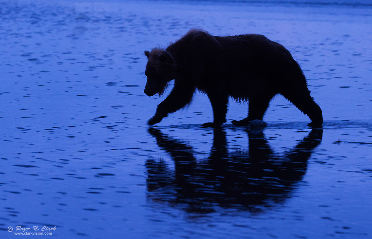 image alaskan-brown-bear-blue-rnclark-c08-29-2024-4C3A1461.b-1200s.jpg is Copyrighted by Roger N. Clark, www.clarkvision.com