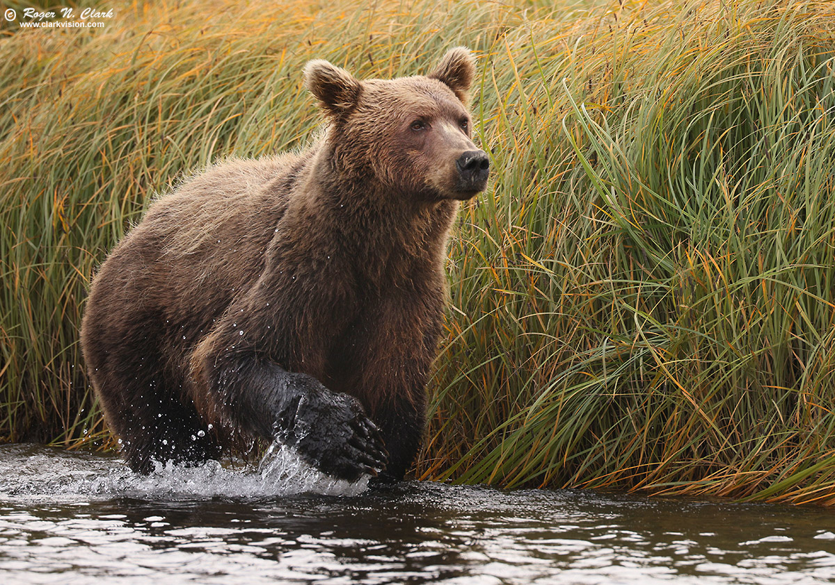 image alaskan-brown-bear-rnclark-08-2024-4C3A1696-c-1200s.jpg is Copyrighted by Roger N. Clark, www.clarkvision.com