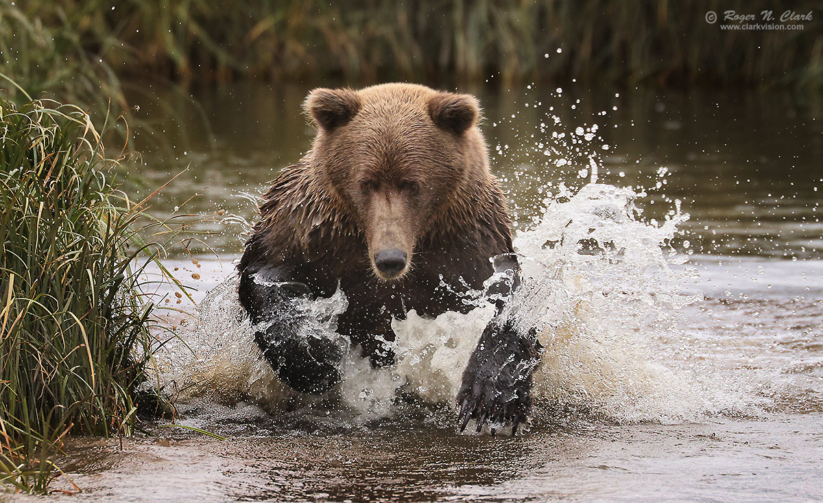 image alaskan-brown-bear-rnclark-08-2024-4C3A2099-c-1200s.jpg is Copyrighted by Roger N. Clark, www.clarkvision.com