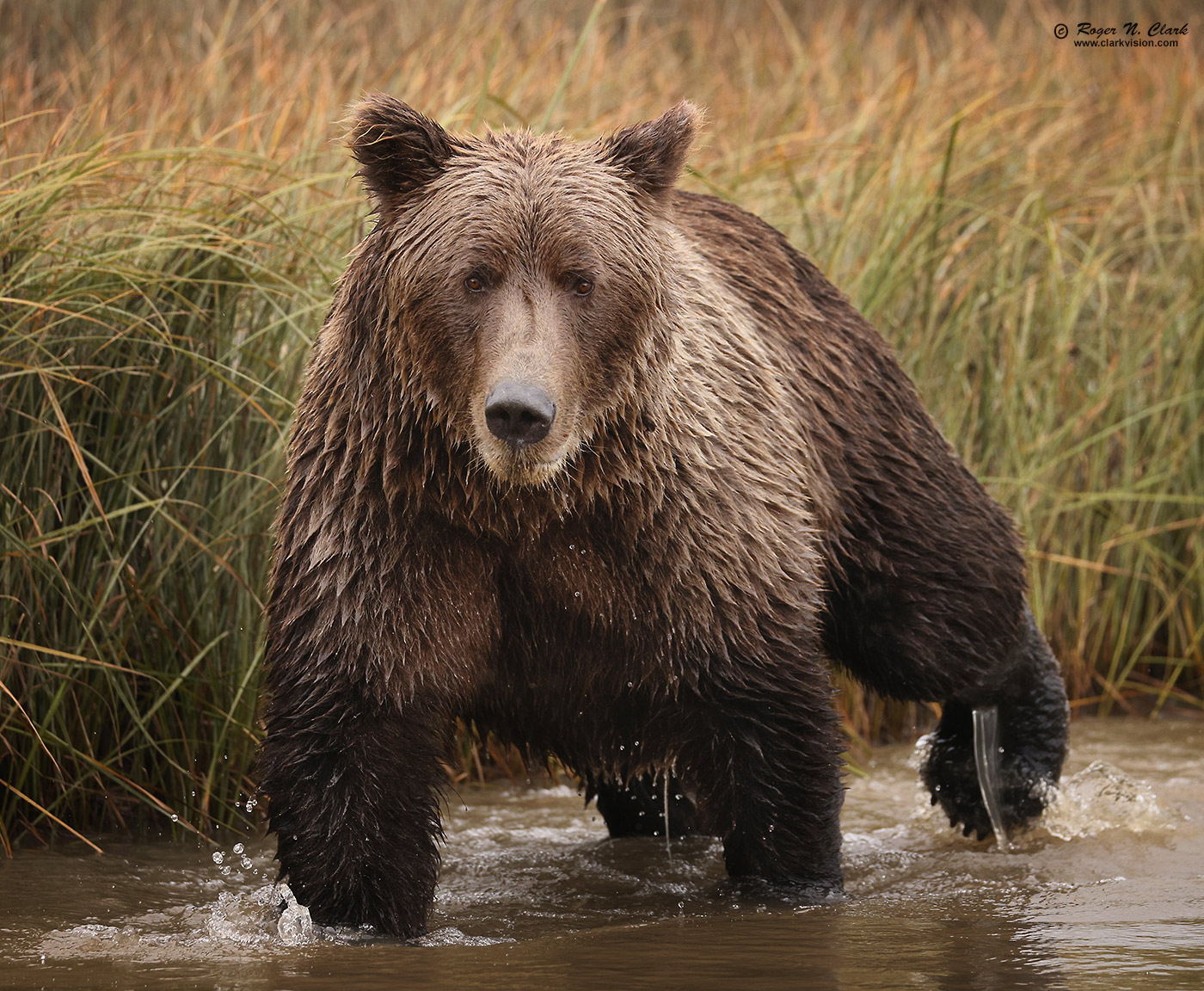 image alaskan-brown-bear-rnclark-08-2024-4C3A2389-c-1400s.jpg is Copyrighted by Roger N. Clark, www.clarkvision.com