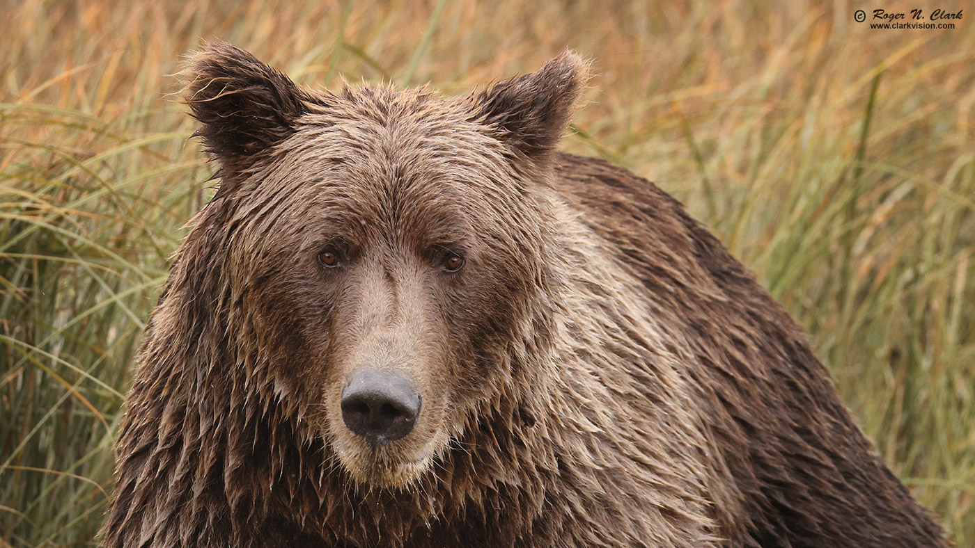 image alaskan-brown-bear-rnclark-08-2024-4C3A2389-c-face-1400s.jpg is Copyrighted by Roger N. Clark, www.clarkvision.com