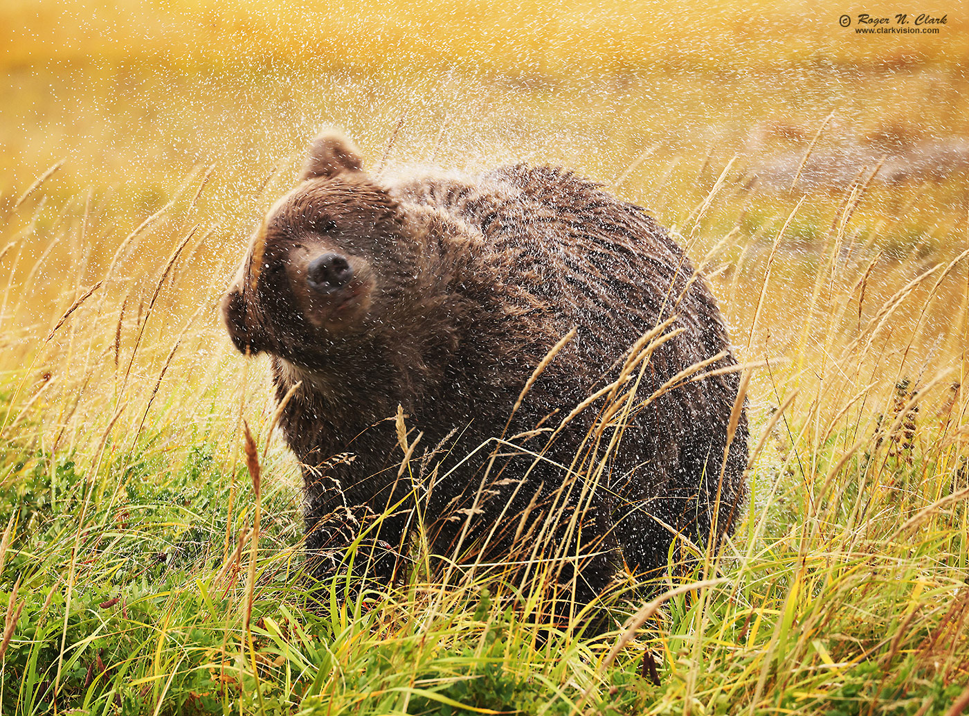 image alaskan-brown-bear-rnclark-08-2024-4C3A2607-c-1400s.jpg is Copyrighted by Roger N. Clark, www.clarkvision.com