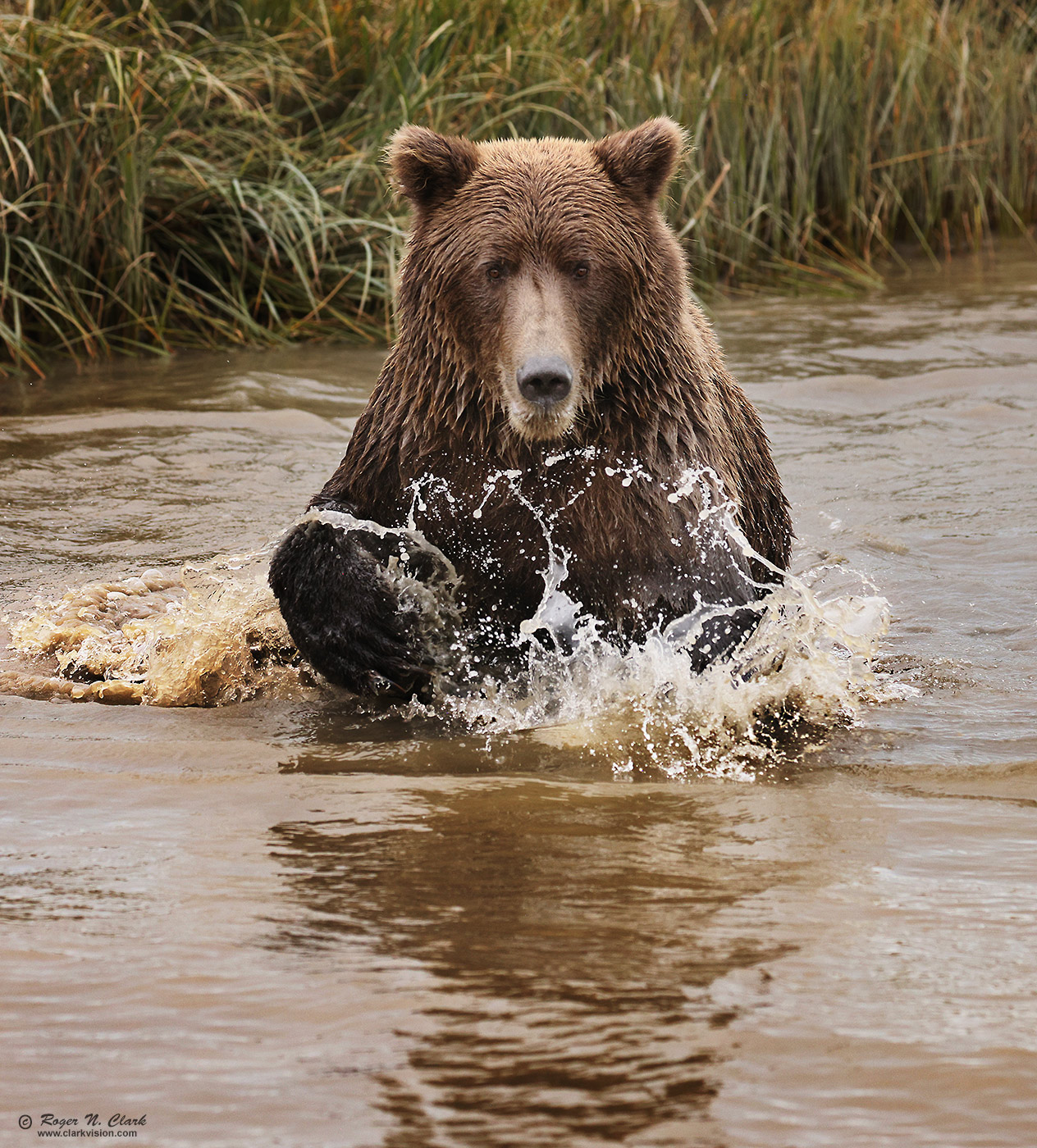 image alaskan-brown-bear-rnclark-08-2024-4C3A2758-c-1400s.jpg is Copyrighted by Roger N. Clark, www.clarkvision.com