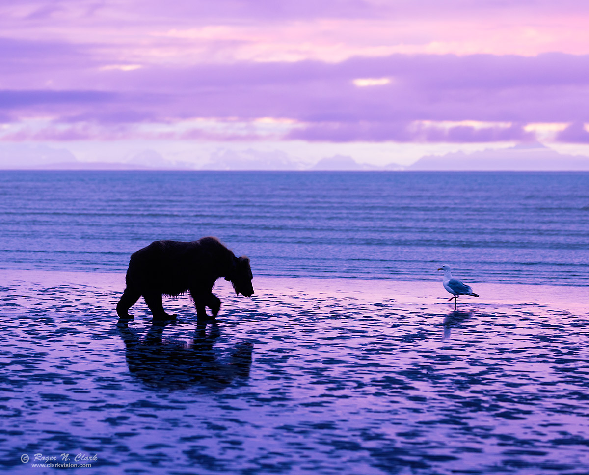 image alaskan-brown-bear-sunrise-rnclark-c08-29-2024-4C3A1590.d-1200s.jpg is Copyrighted by Roger N. Clark, www.clarkvision.com