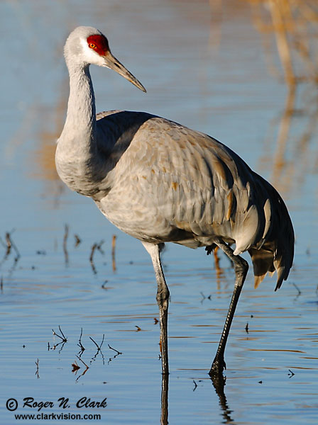 image c12.16.2002.IMG_1235.crane.pose-600.jpg is Copyrighted by Roger N. Clark, www.clarkvision.com