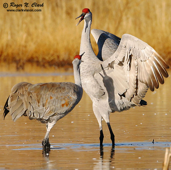 image c12.16.2002.IMG_1289.courting.cranes.closeup.b-600.jpg is Copyrighted by Roger N. Clark, www.clarkvision.com