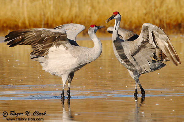 image c12.16.2002.IMG_1294.courting.cranes.b-closeup.600.jpg is Copyrighted by Roger N. Clark, www.clarkvision.com