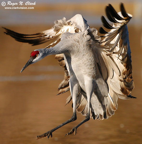 image c12.16.2002.IMG_1311.crane.landing.c.closeup-600.jpg is Copyrighted by Roger N. Clark, www.clarkvision.com