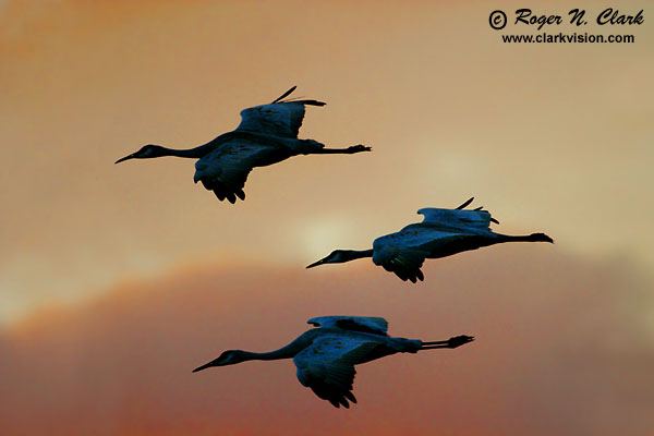 image c12.17.2002.IMG_2479-3cranes.sunset-600.jpg is Copyrighted by Roger N. Clark, www.clarkvision.com