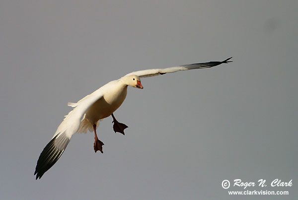 image c12.18.2002.IMG_2812.snowgoose.b-600.jpg is Copyrighted by Roger N. Clark, www.clarkvision.com