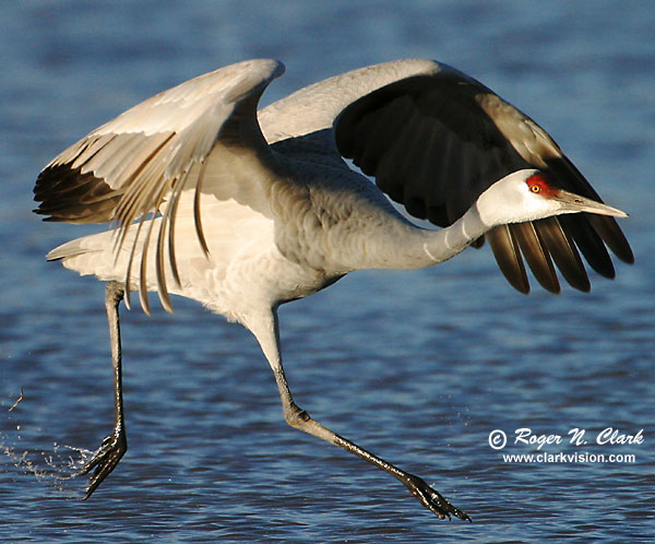 image c12.19.2002.IMG_3480.crane.takeoff.b.close-600.jpg is Copyrighted by Roger N. Clark, www.clarkvision.com