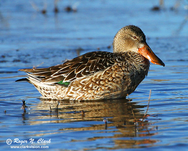 image c12.19.2002.IMG_3558.duck.b-600.jpg is Copyrighted by Roger N. Clark, www.clarkvision.com